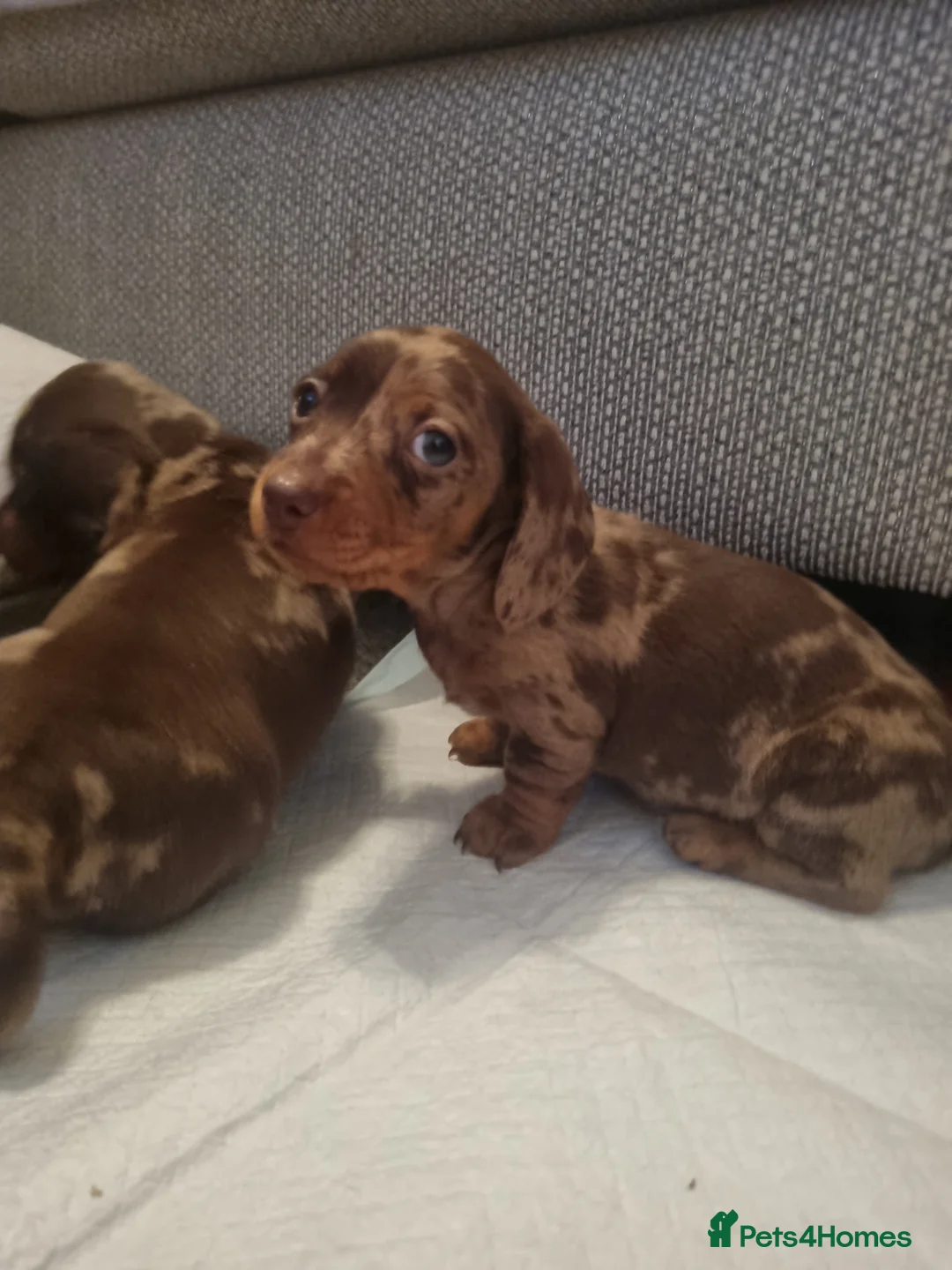 Miniature Dachshund dogs for sale: KC reg miniature smooth haired dachshund puppies - Advert 8