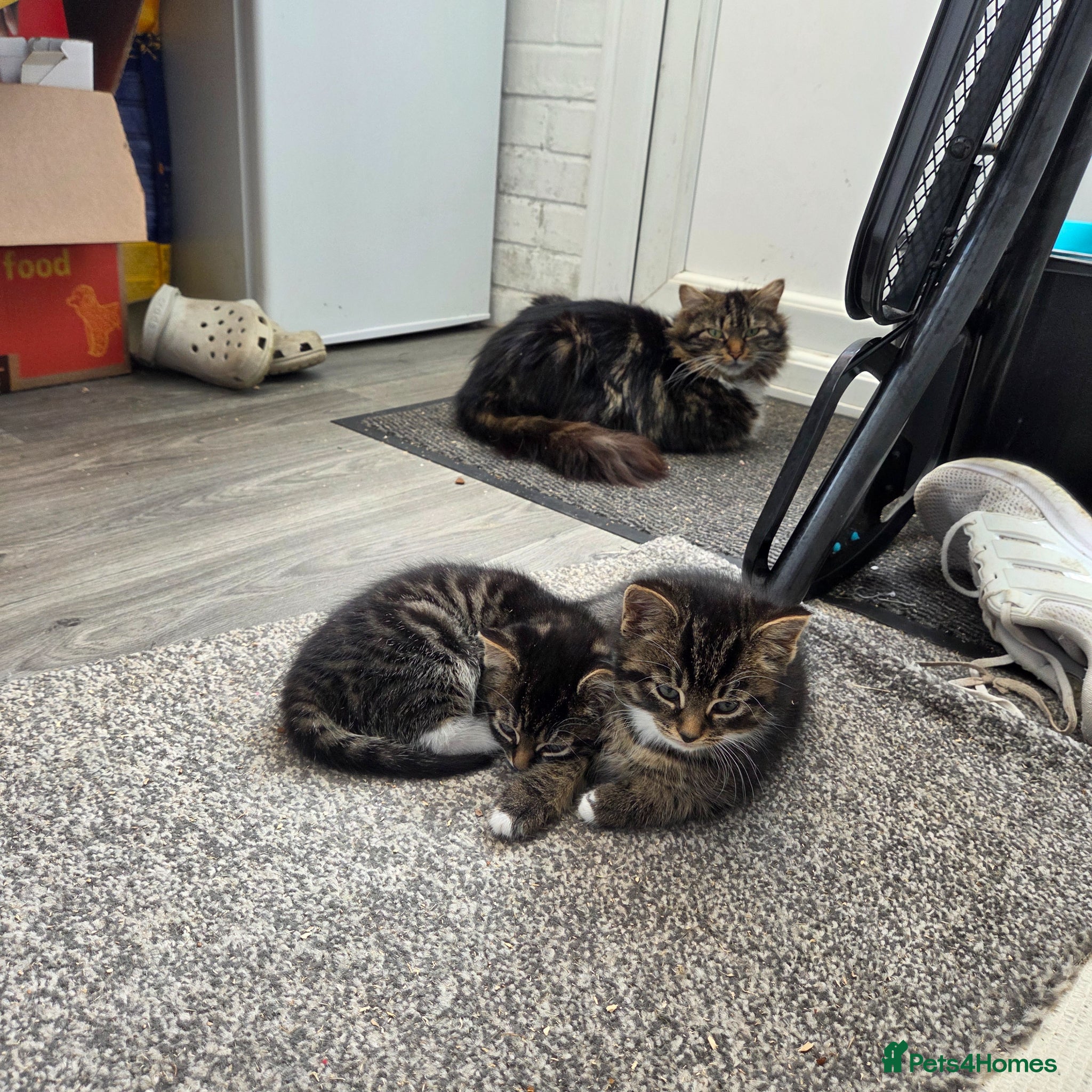 Mixed Breed cats 5 beautiful kittens ready now - Advert 1