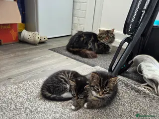 Mixed Breed cats 5 beautiful kittens ready now - Advert 1