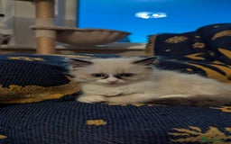 Ragdoll cats for sale: 🧁Sweet ragdolls - Image 11
