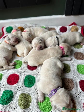 Goldador dogs - Advert 15