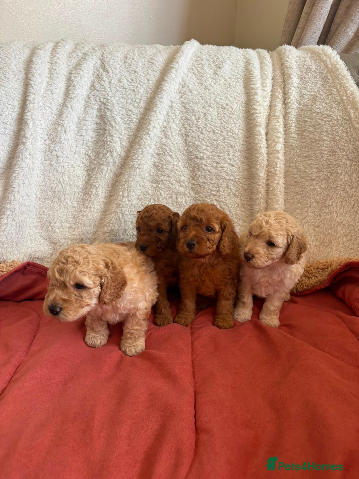 Miniature Poodle dogs Miniature poodle puppies for sale  - Advert 2