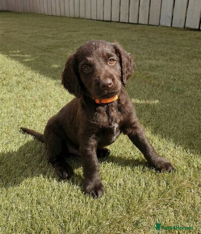 Cockapoo dogs Beaty  Cockapoo puppies looking for forever home - Advert 14