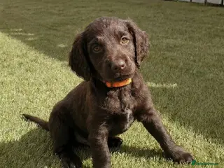 Cockapoo dogs Beaty Cockapoo puppies looking for forever home - Advert 14