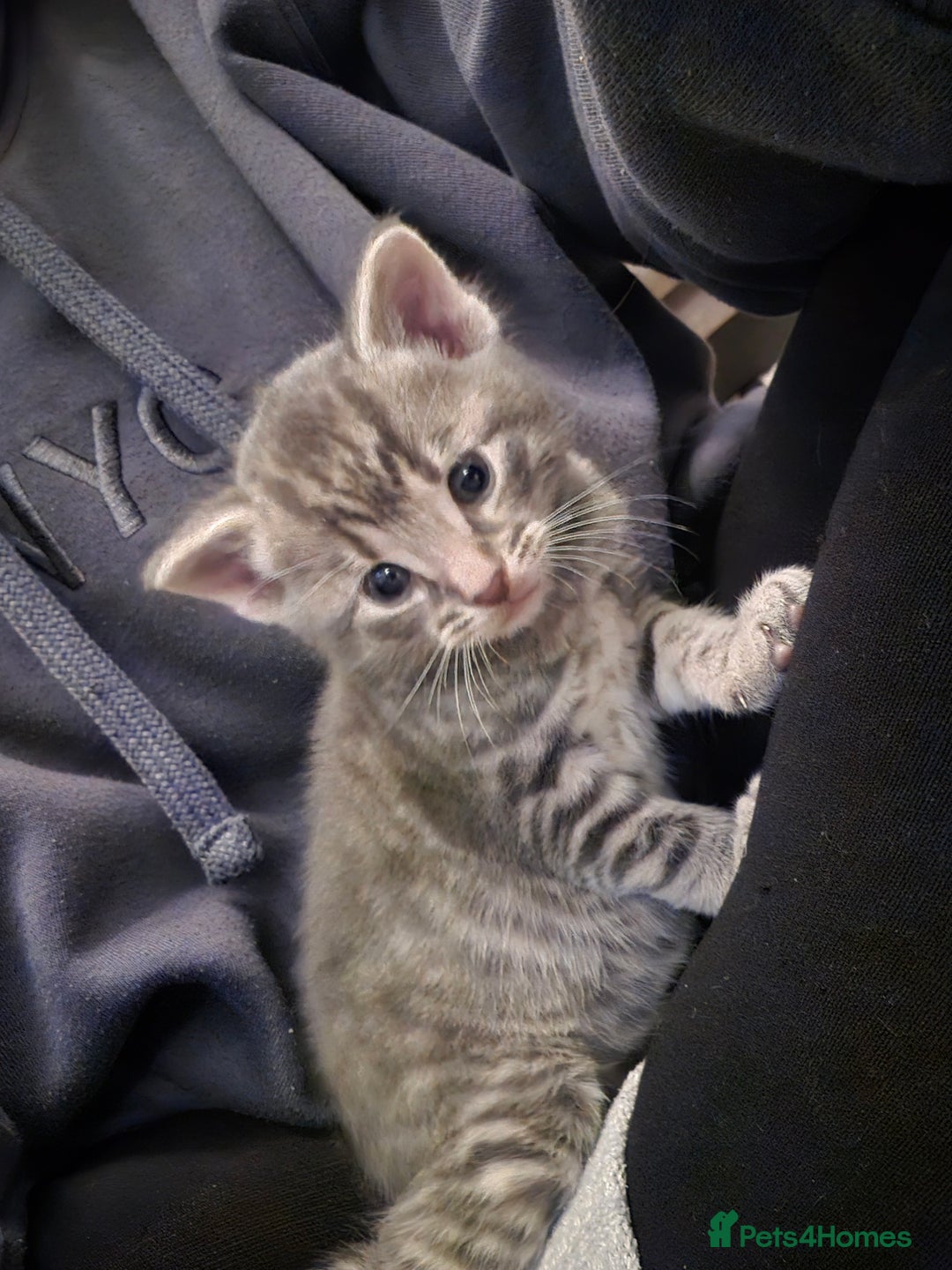 Mixed Breed cats for sale: 🐾 Beautiful Kittens Available 🐾 - Advert 12