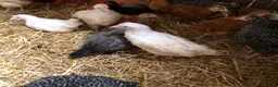 Chickens poultry for sale: Happy healthy pullets. - Advert 15