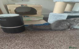 Ragcoon cats for sale: Maine coon X Ragdoll kitten - Image 7