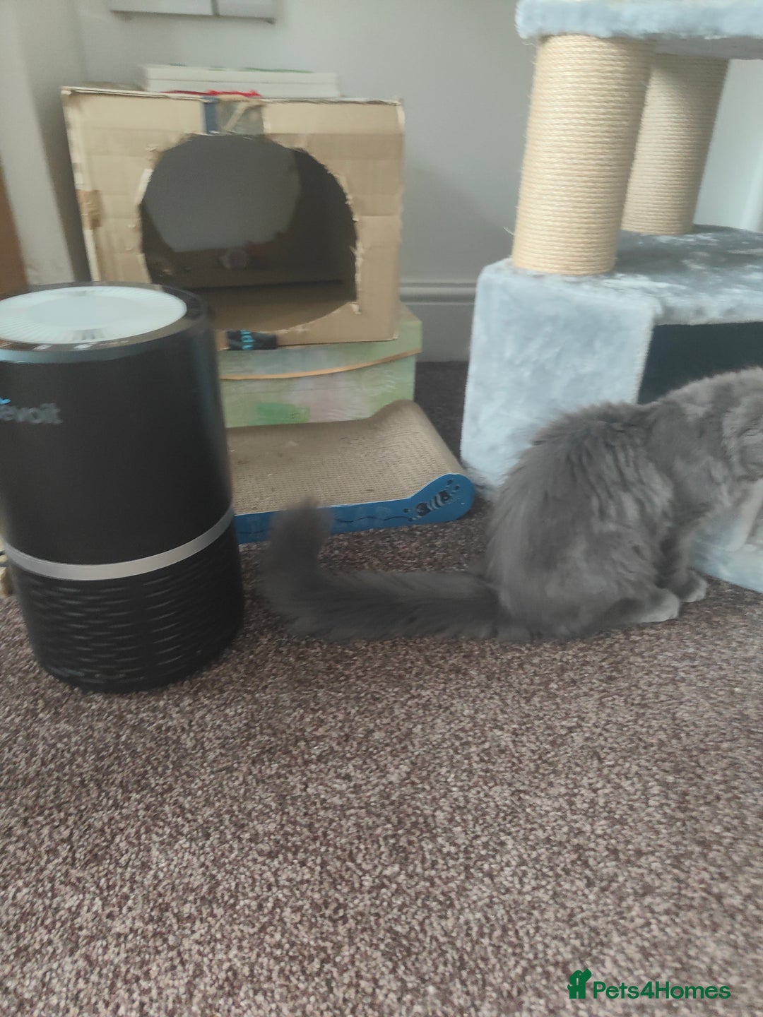 Ragcoon cats for sale: Maine coon X Ragdoll kitten - Image 7