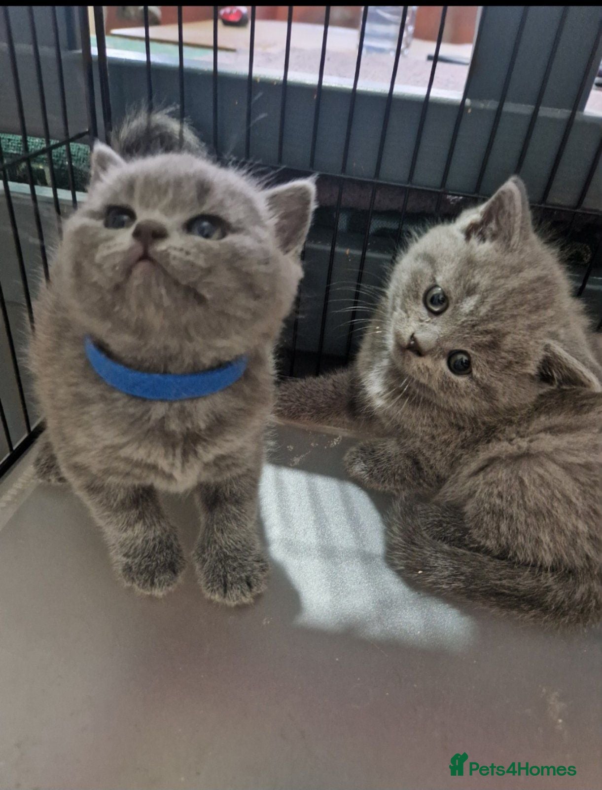 British Shorthair cats Our Little British Treasures  - Advert 1