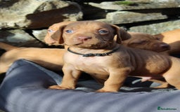 Hungarian Vizsla dogs for sale: Stunning litter KC registered Hungarian Puppy's  - Image 25
