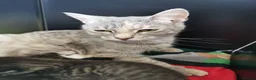 Mixed Breed cats for sale: 3 Beautiful kittens for sale - Advert 3