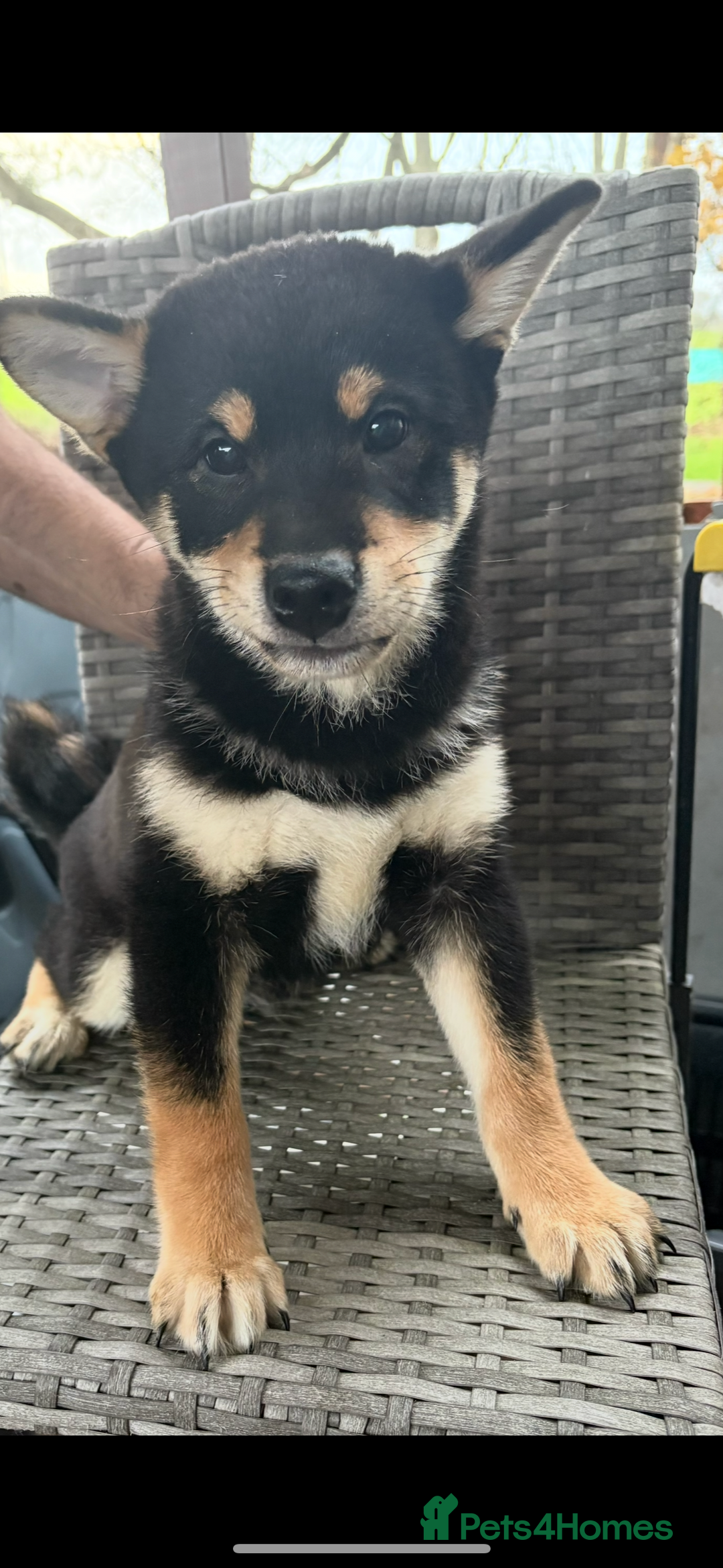 Japanese Shiba Inu dogs for sale: Multi champion Japanese Shiba Inu’s - Advert 8