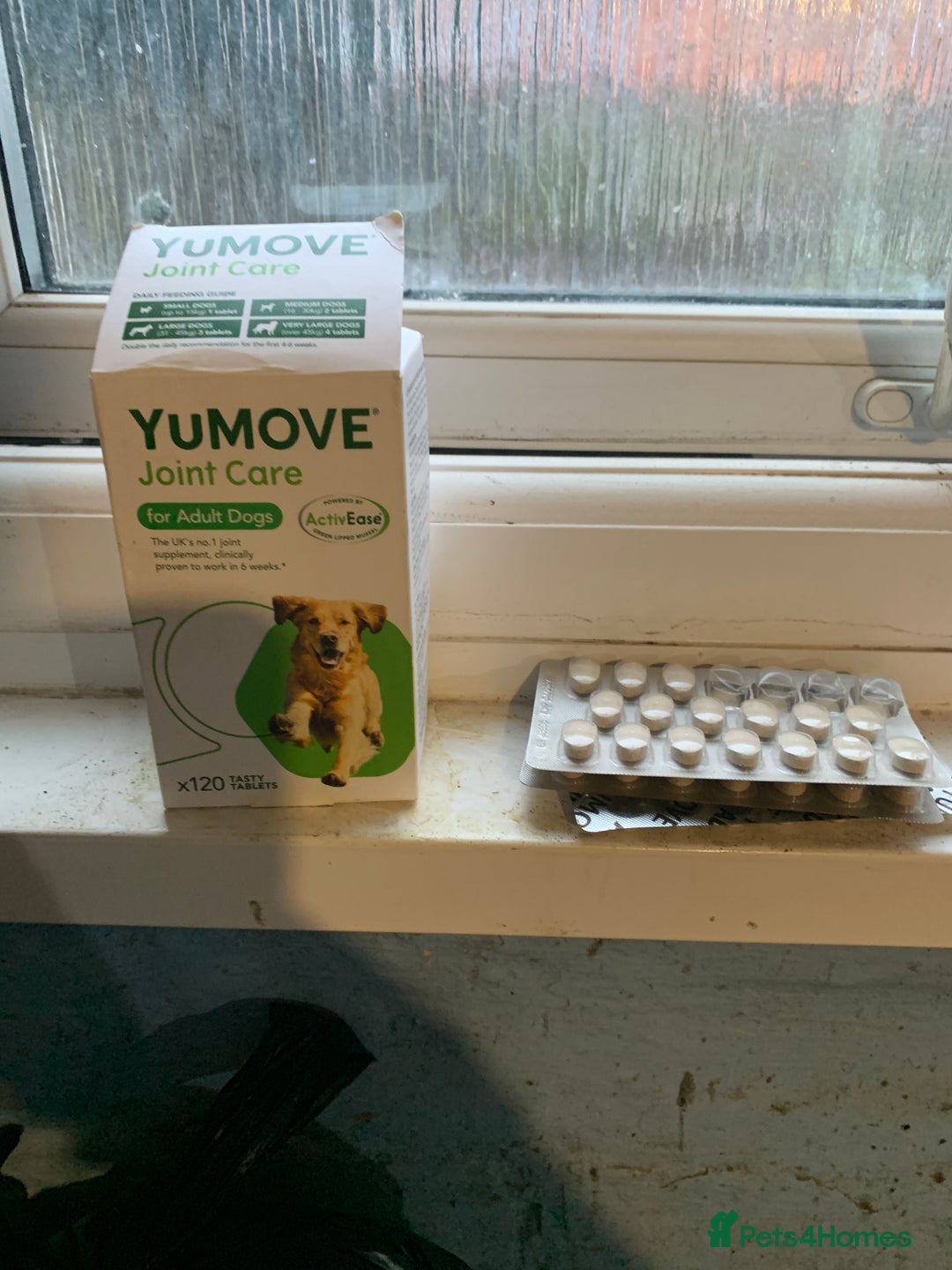 Cane Corso dogs for sale: PURE CANE CORSO MALE - Advert 17