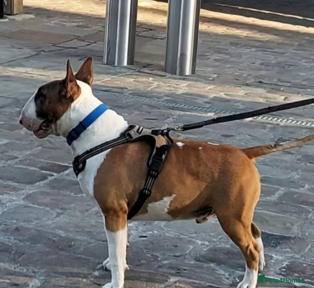 English Bull Terrier dogs for sale: English bull terrier puppies  - Advert 22