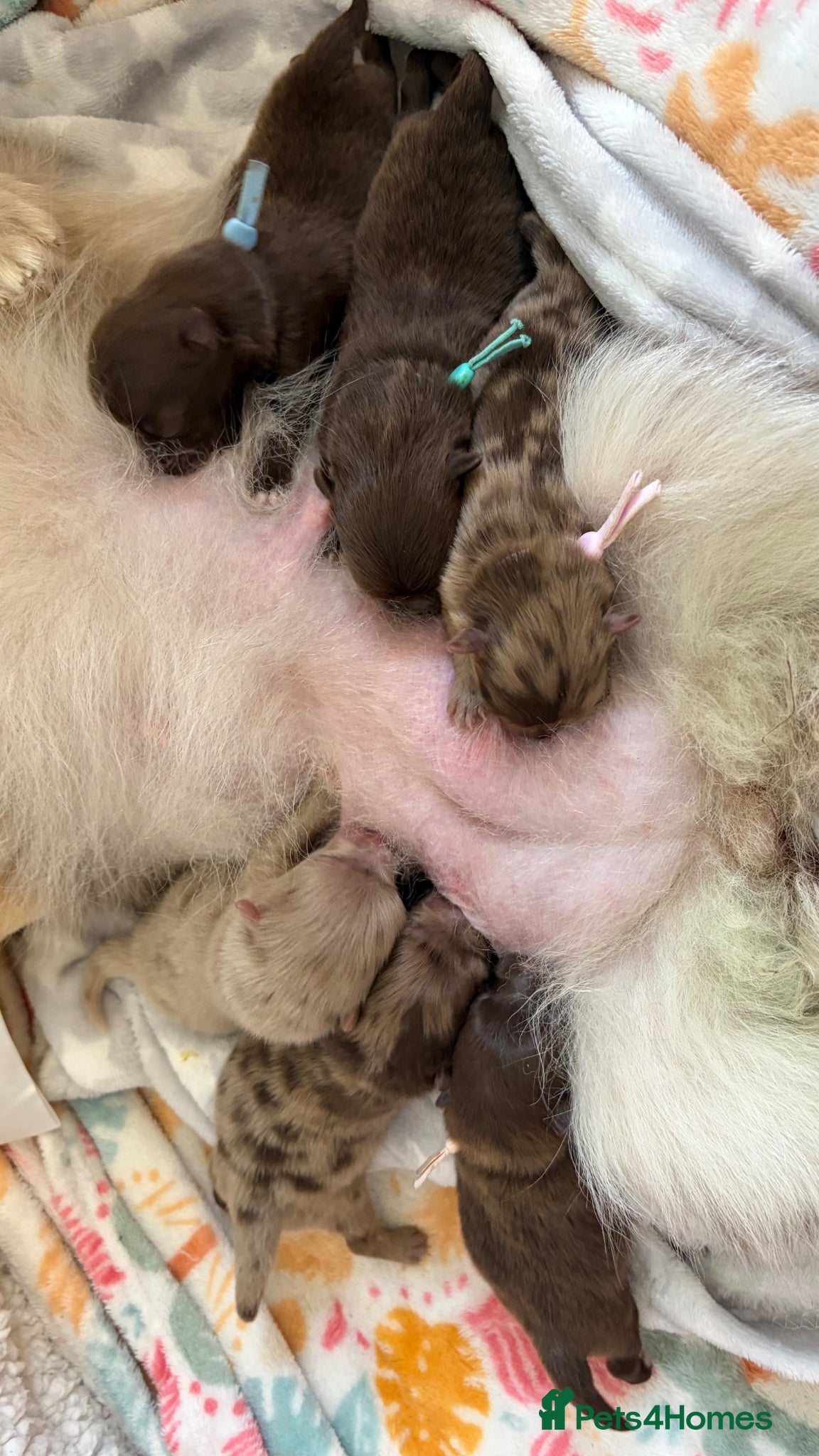 Pomeranian dogs 100% POMERANIAN PUPS!🐻 DNA&HEALTH TESTED!🧬 - Advert 5