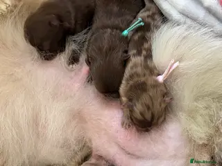 Pomeranian dogs 100% POMERANIAN PUPS!🐻 DNA&HEALTH TESTED!🧬 - Advert 5