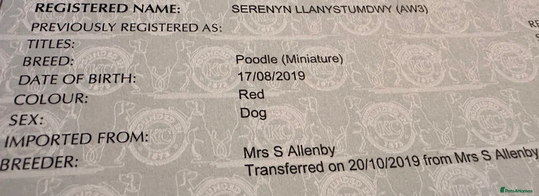 Miniature Poodle dogs for stud: Red KC registered miniature poodle - Health tested in Livingston - Advert 5