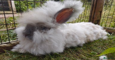 Angora rabbits in Market Drayton - Advert 4