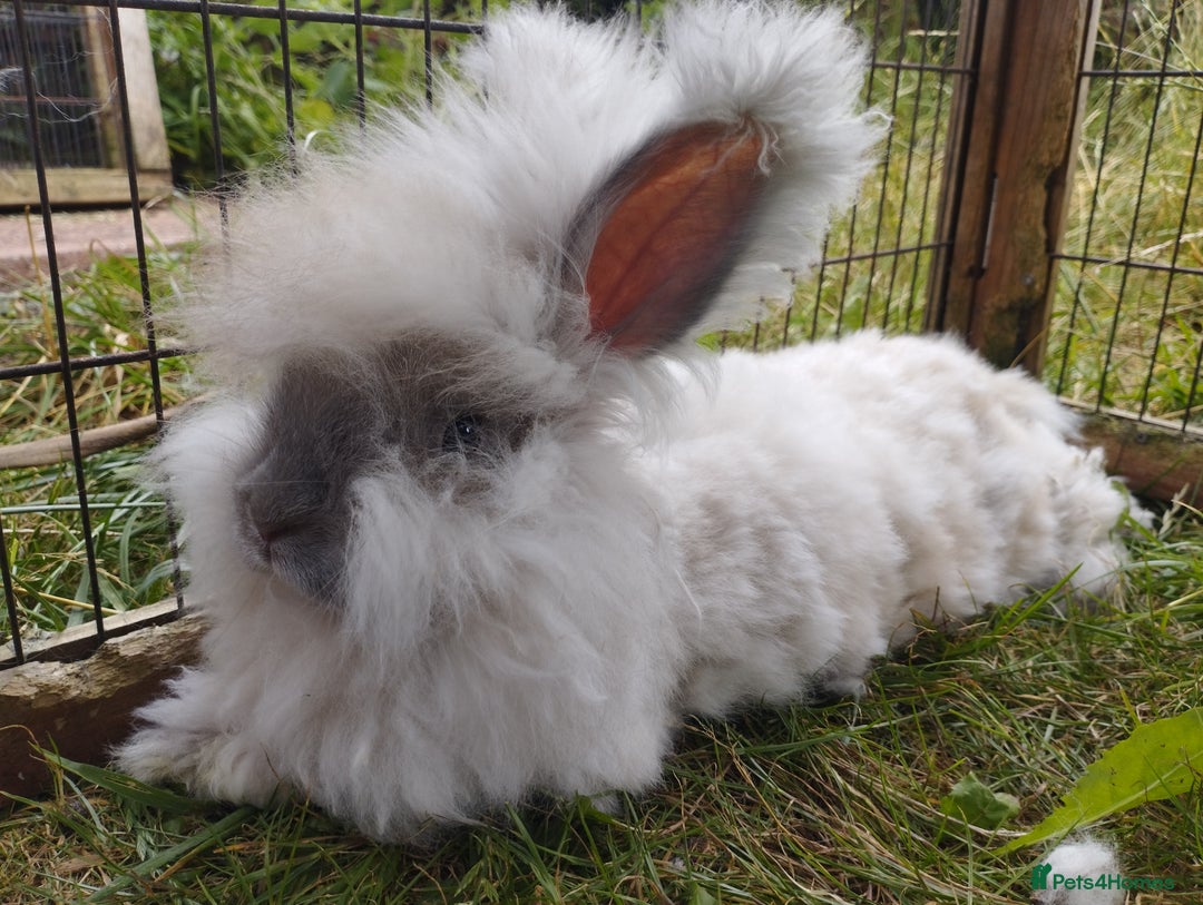 Angora rabbits for sale: Last Fluffy Angora Buck Ready to leave 🥰 in Market Drayton - Image 2