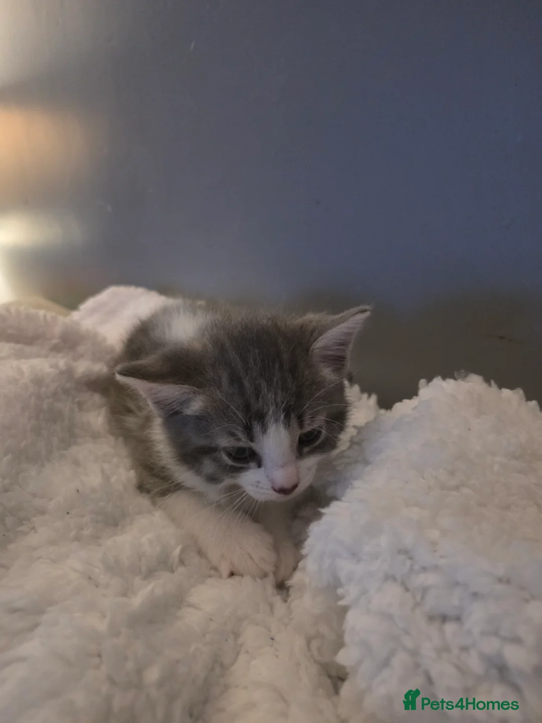 Mixed Breed cats for sale: 5 kittens available for sale - Advert 2
