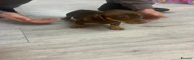 Dachshund Puppy 1