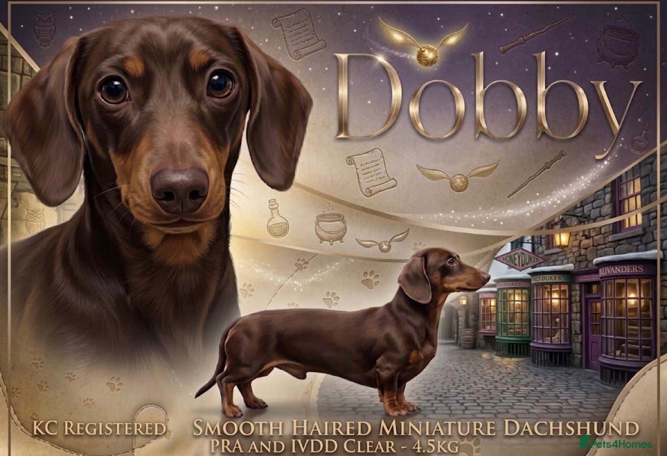 Miniature Dachshund dogs Chocolate Tan Smooth Miniature Dachshund - Advert 1