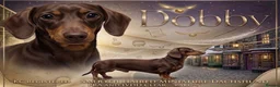 Miniature Dachshund dogs for stud: Chocolate Tan Smooth Miniature Dachshund - Advert 1