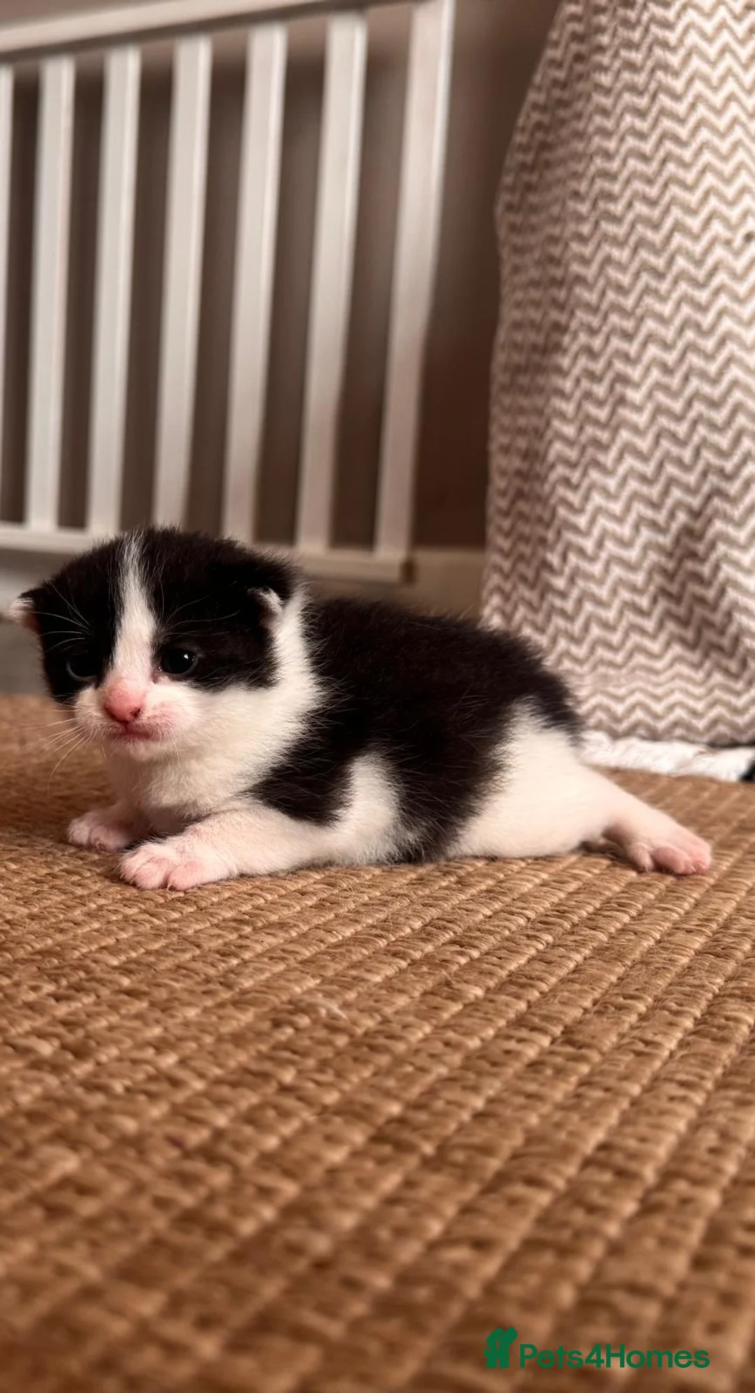 Mixed Breed cats for sale: 4x kittens  - Advert 2