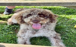 Australian Labradoodle dogs for sale: *waiting list* Australian labradoodles - Image 21