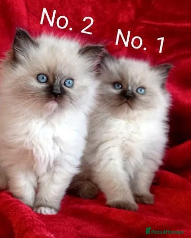 Ragdoll cats Beautiful Ragdoll Kittens - Advert 3