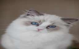 Ragdoll cats for sale: Best Ragdoll Bicolour and Lynx kittens in UK - Image 4