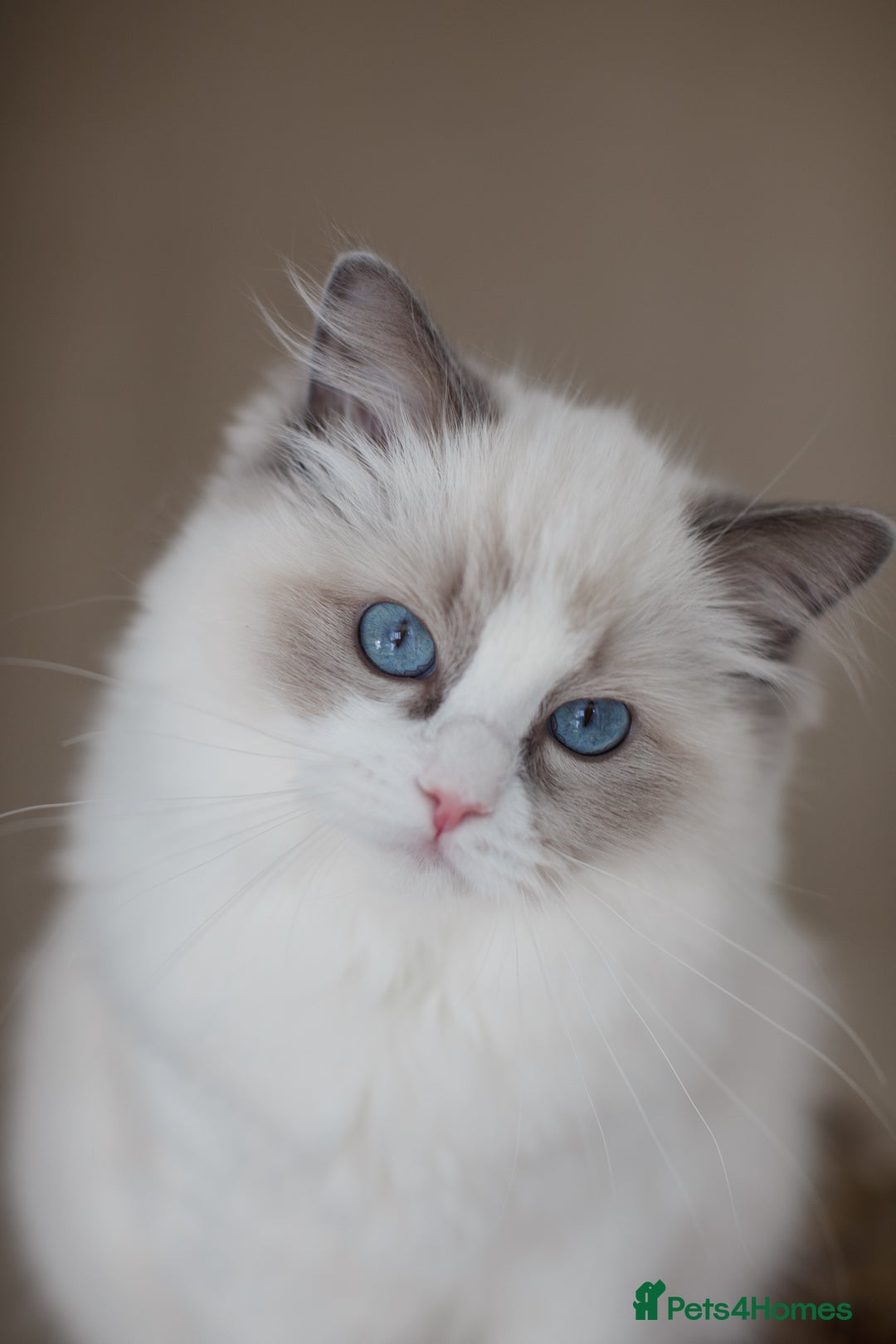 Ragdoll cats for sale: Best Ragdoll Bicolour and Lynx kittens in UK - Image 4