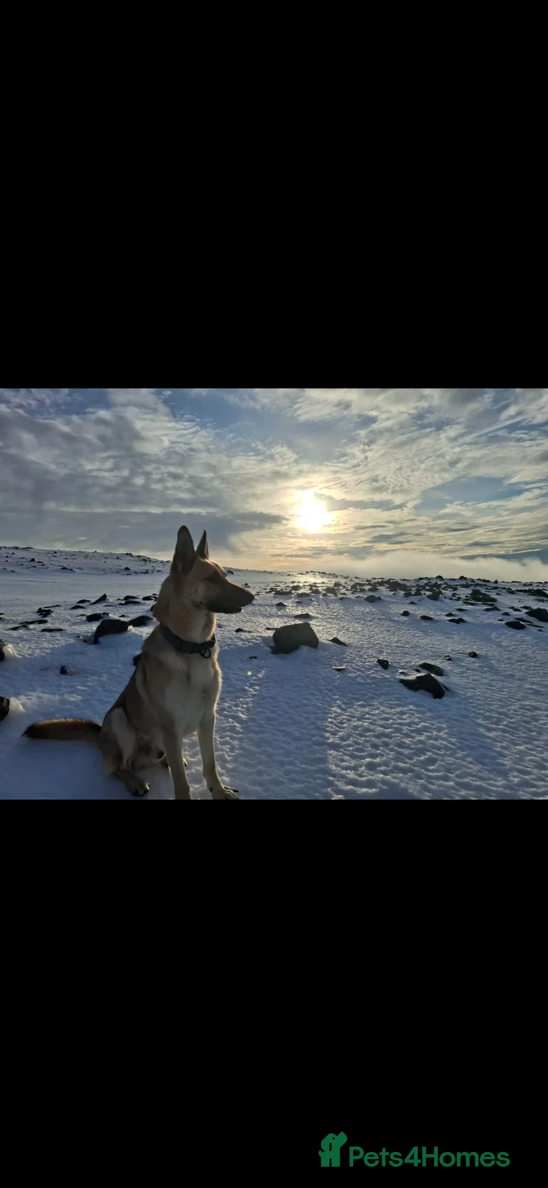 German Shepherd dogs for sale: German Shepherd - Loyal and Protective. - Advert 1