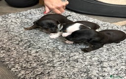 Mixed Breed dogs for sale: jackhuahua Pups - Image 12