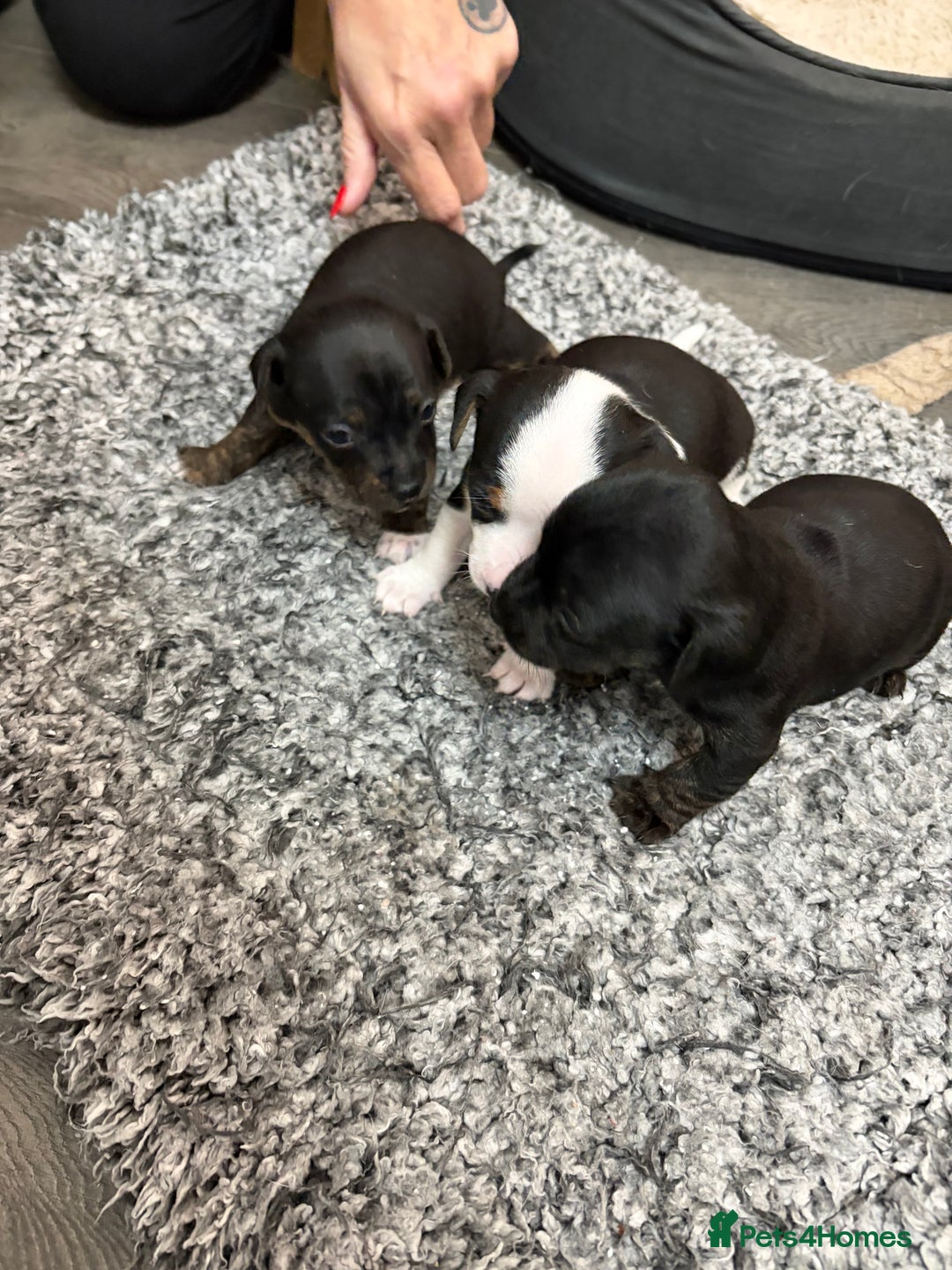 Mixed Breed dogs for sale: jackhuahua Pups - Image 12