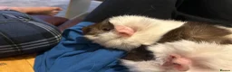 Guinea Pig rodents for sale: 2 female sister guinea pigs - Advert 2