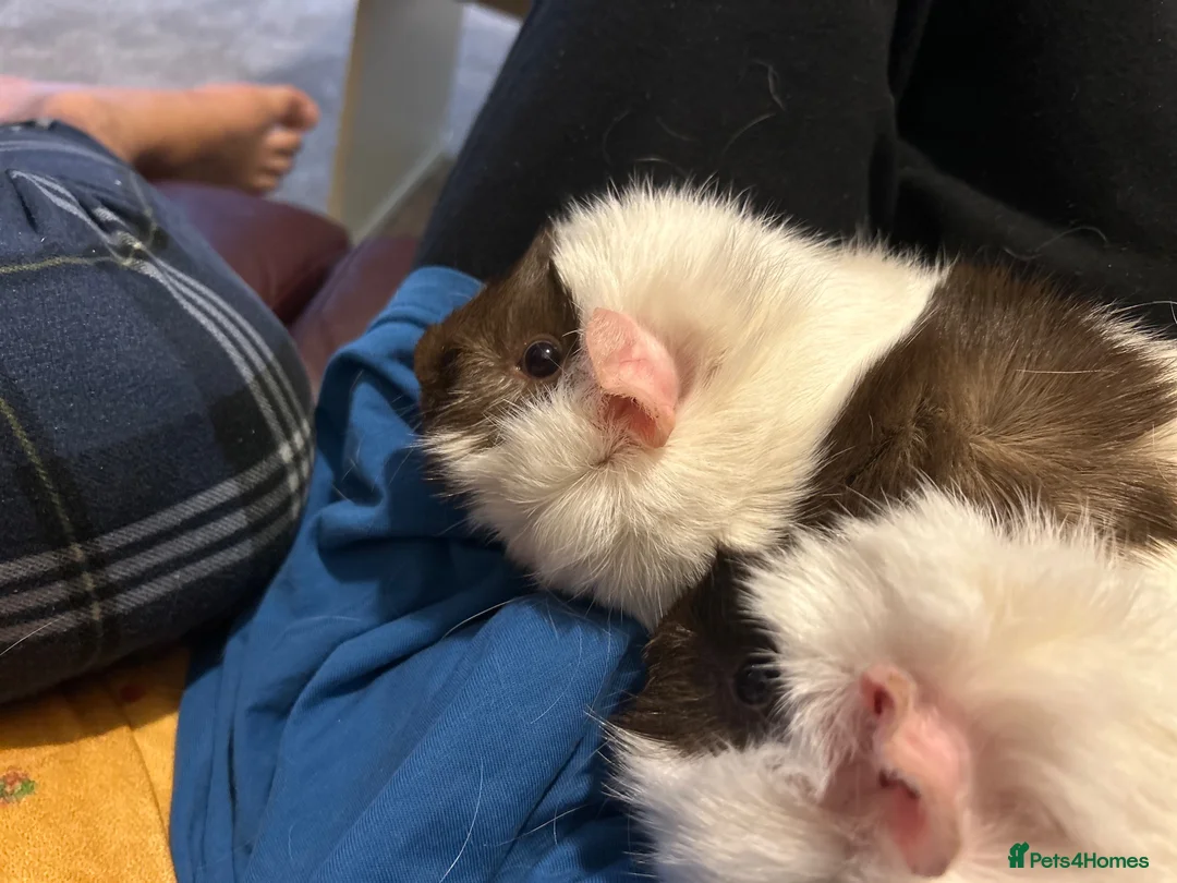 Guinea Pig rodents for sale: 2 female sister guinea pigs - Advert 2