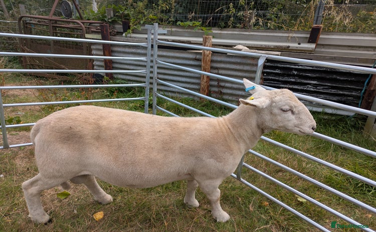 Sheep livestock - Advert 1