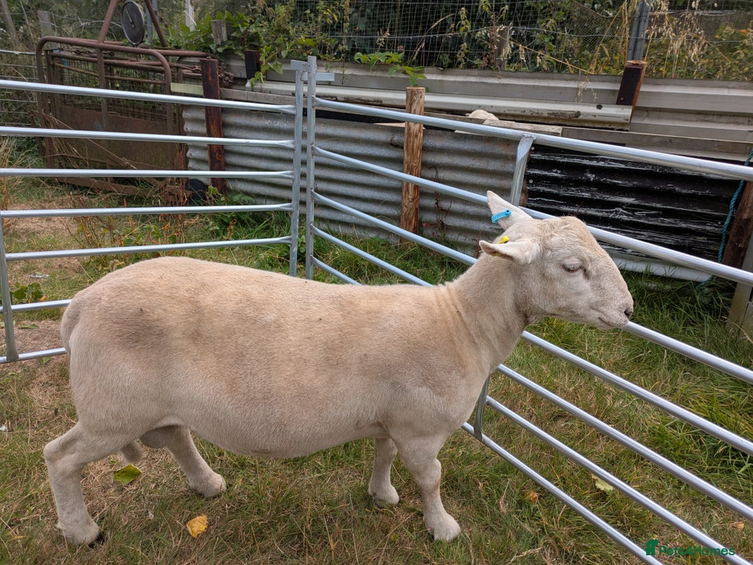 Sheep livestock for sale: Exlana self shredding ram lamb - Image 1