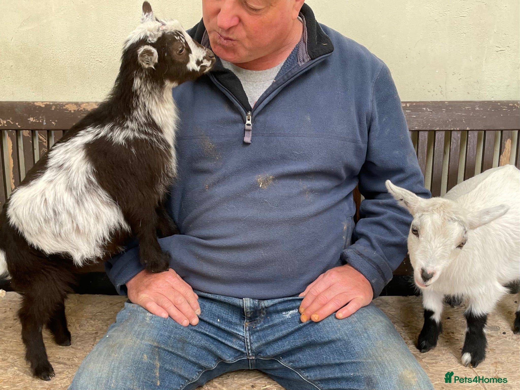 Goats livestock Disbudded Female Pygmy Goats Very Tame - Advert 9