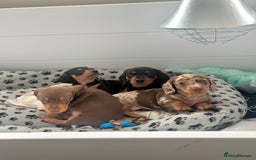 Miniature Dachshund dogs for sale: Miniature daschund  - Image 2