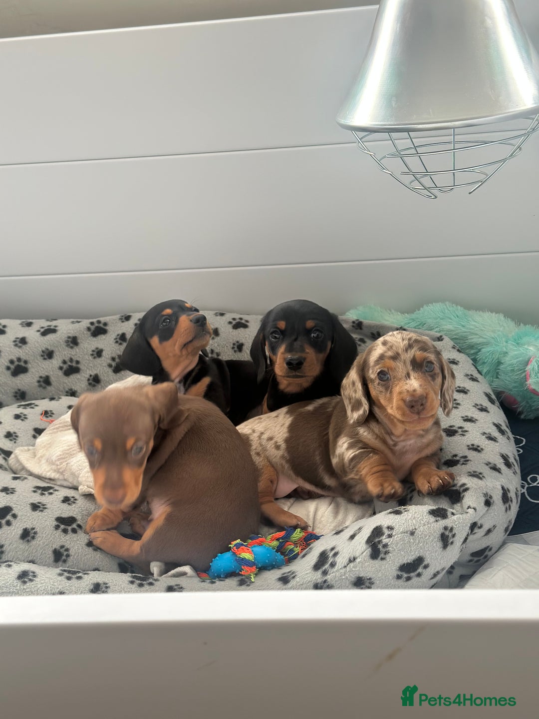 Miniature Dachshund dogs for sale: Miniature daschund  - Image 2