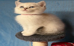 British Shorthair cats for sale: British shorthair silver/golden kittens TICA - Image 8
