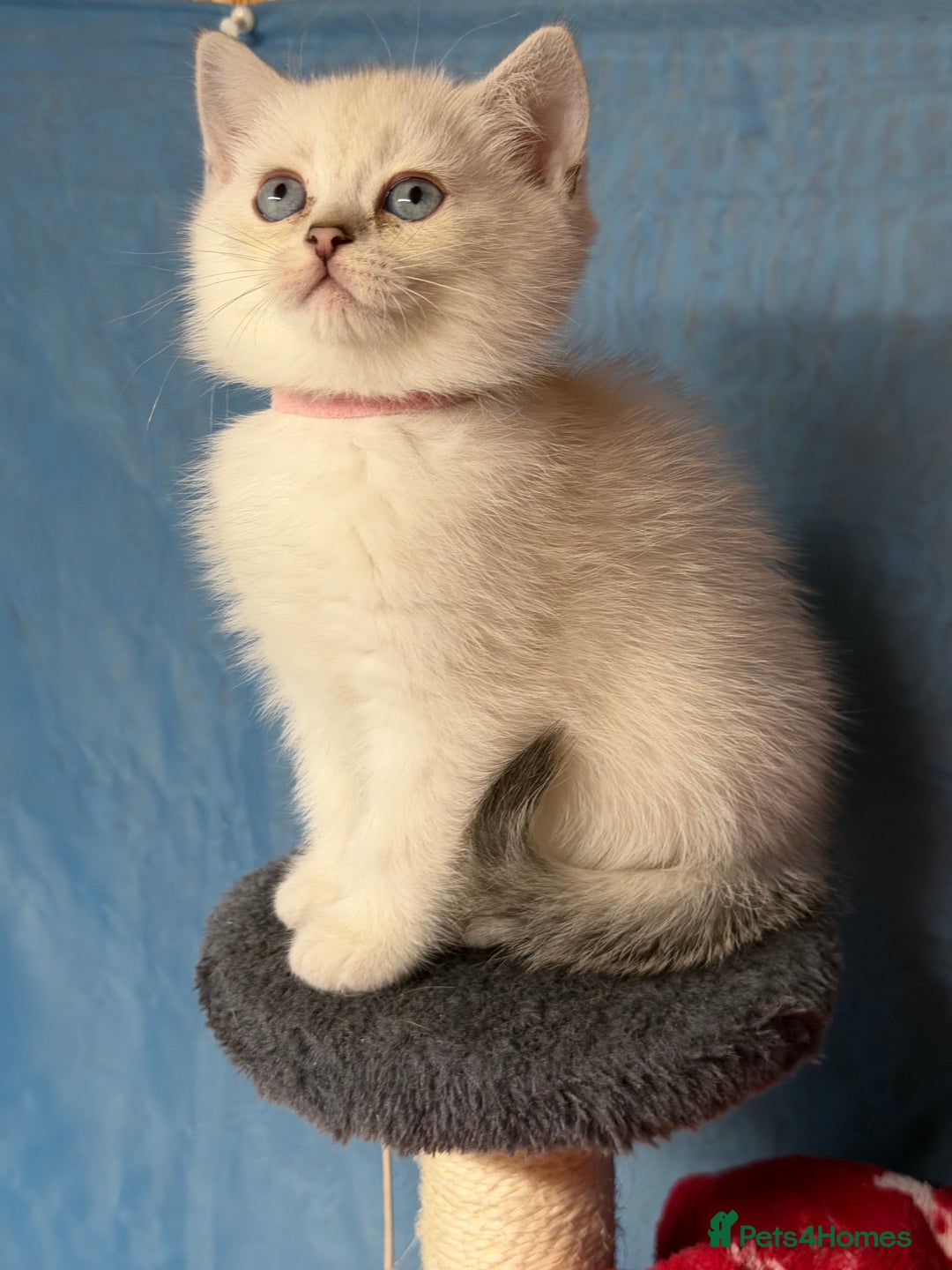 British Shorthair cats for sale: British shorthair silver/golden kittens TICA - Image 8