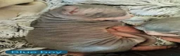 Sphynx cats for sale: Stunning lilac and blue sphynx  - Advert 6