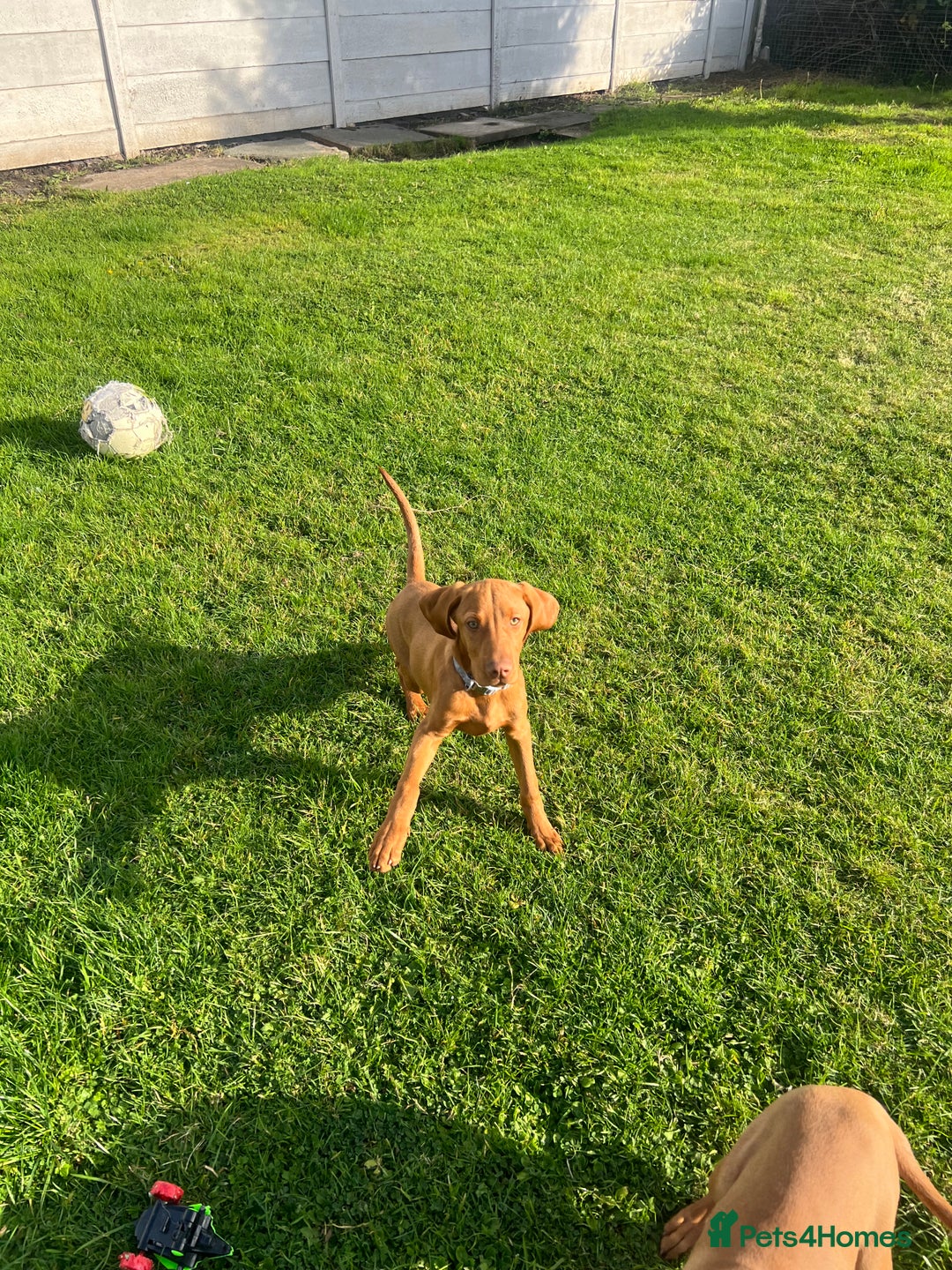Hungarian Vizsla dogs for sale: 2 female Hungarian vizslas 17 weeks old - Image 2