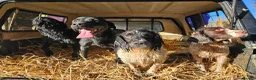 English Springer Spaniel dogs for stud: Springer spaniel for stud  - Advert 5