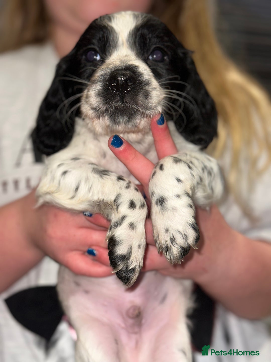 Cocker Spaniel dogs for sale: FIVE BEAUTIFUL COCKER SPANIEL BOYS - Advert 2