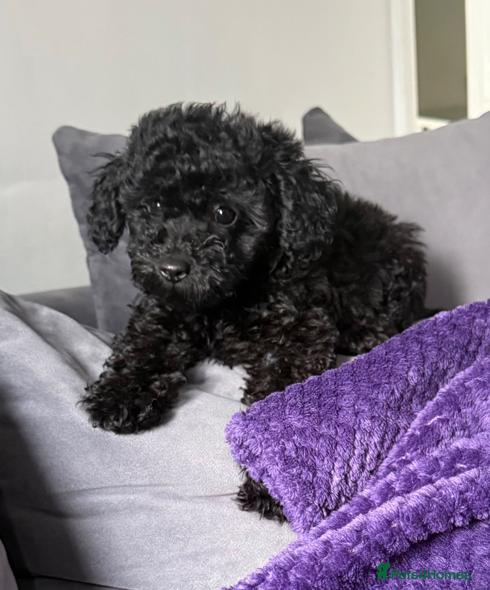 Toy Poodle dogs Kc reg toy poodle girl (black) - Advert 16