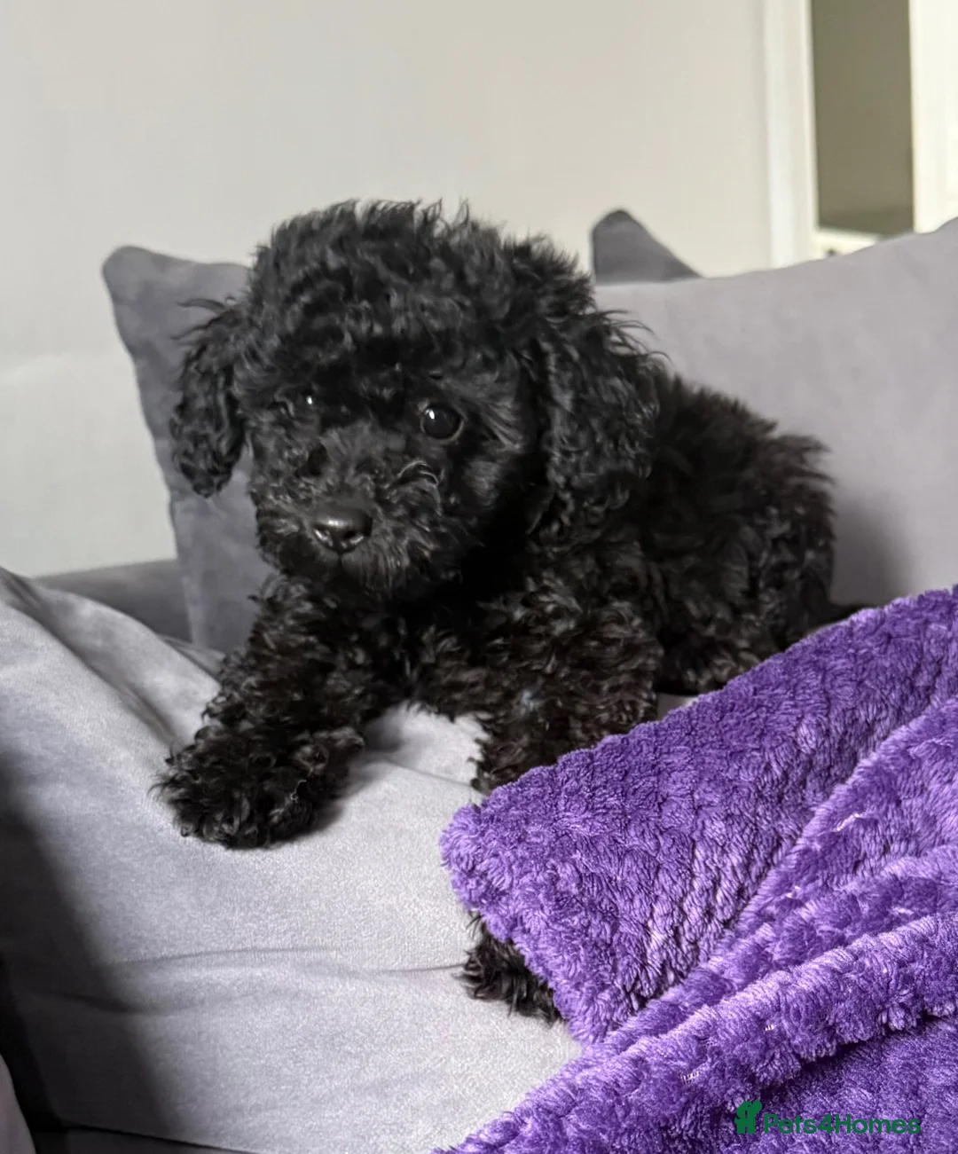 Toy Poodle dogs for sale: Kc reg toy poodle girl (black) - Advert 1